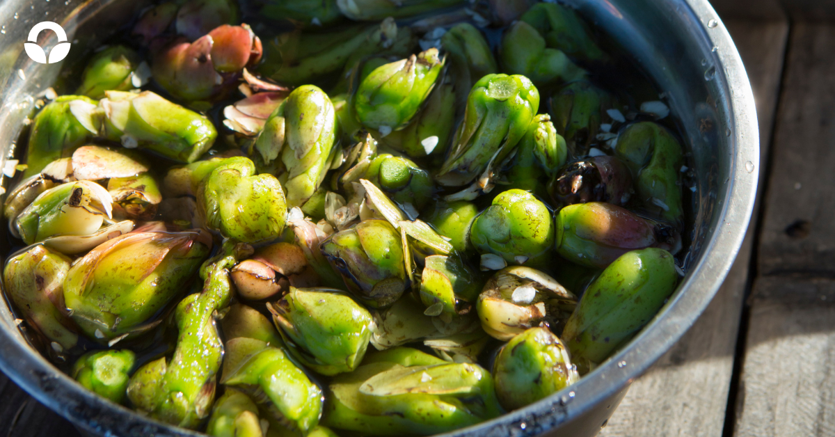 waterblommetjies